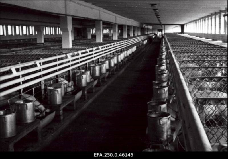 Kehtna seakasvatuse kontrollkatsejaama sigala 1965. a (I. Prooso)